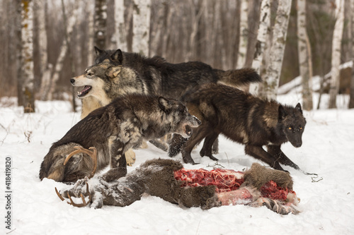 Wolf Pack (Canis lupus) Vocalizes Over White-Tail Deer Carcass Winter © hkuchera