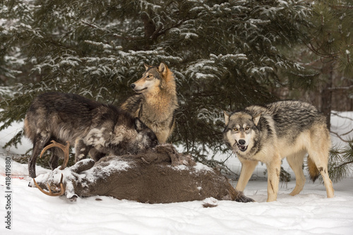 Wolf Pack (Canis lupus) Dig In And Munch on White-Tail Deer Carcass Winter © hkuchera