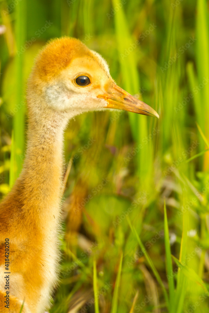Fototapeta premium USA, Florida, Orlando Wetlands Park. Sandhill crane colt close-up.
