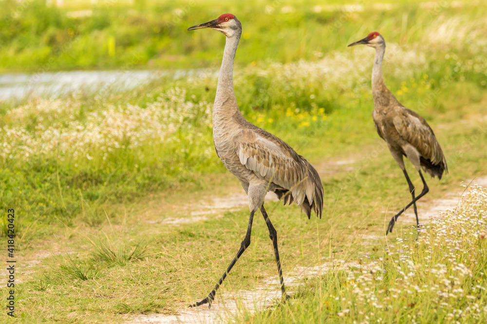Obraz premium USA, Florida, Orlando Wetlands Park. Sandhill crane mated pair.