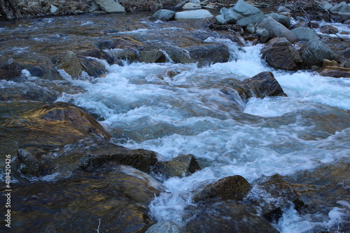 river in forest