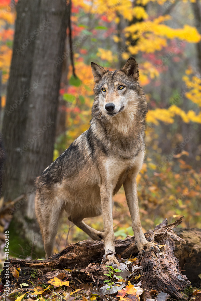Obraz premium Grey Wolf (Canis lupus) Paws Up on Log Autumn