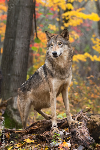 Fototapeta Naklejka Na Ścianę i Meble -  Grey Wolf (Canis lupus) Paws Up on Log Autumn