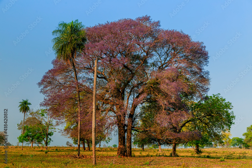 Naklejka premium autumn trees in the park