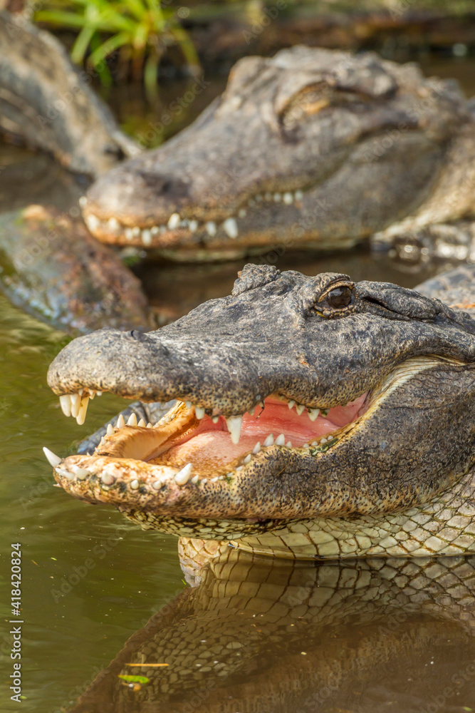 Fototapeta premium USA, Florida, Anastasia Island, Alligator Farm. Close-up of captive alligators in water.
