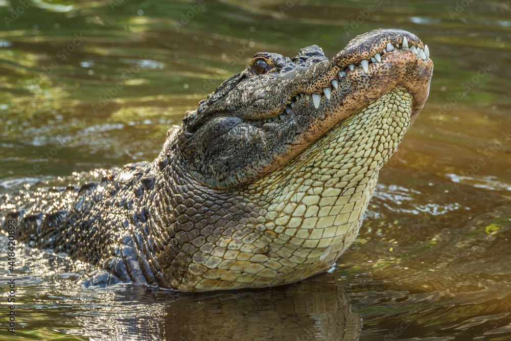 Obraz premium USA, Florida, Anastasia Island, Alligator Farm. Captive alligator making sub-sonic mating call.