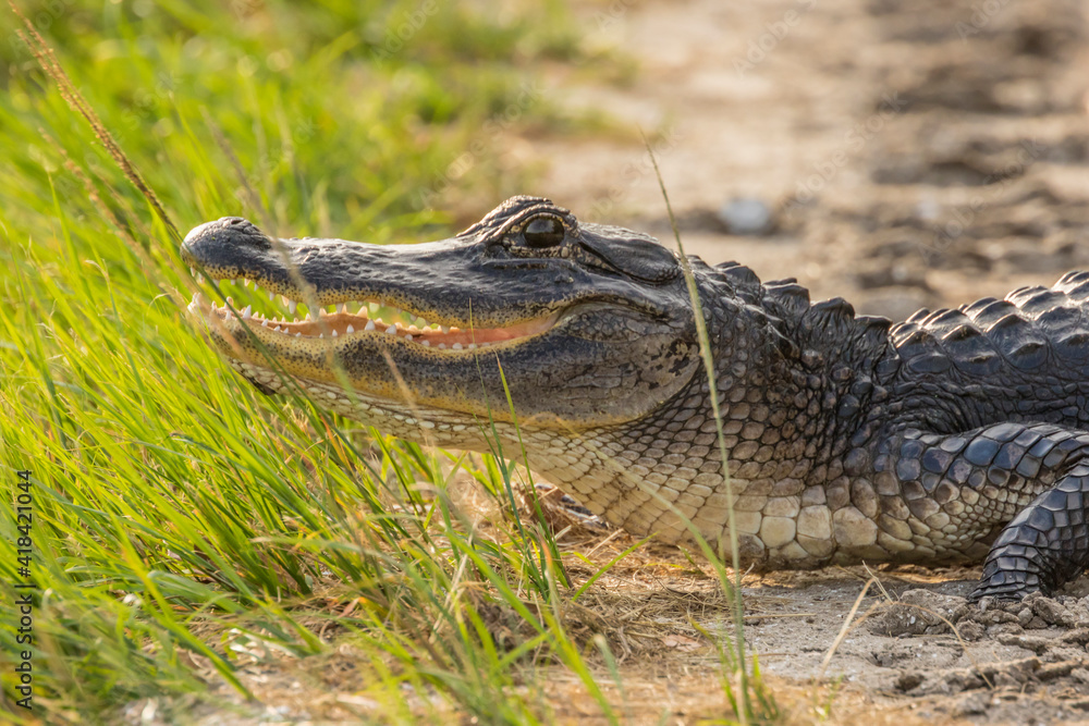 Fototapeta premium USA, Florida, Orlando Wetlands Park. Alligator sunning itself.