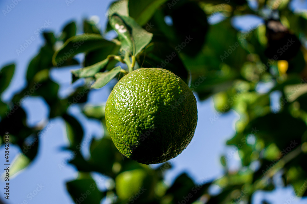 lemon lemon