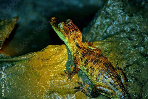 Faune du Costa Rica en Amérique Centrale