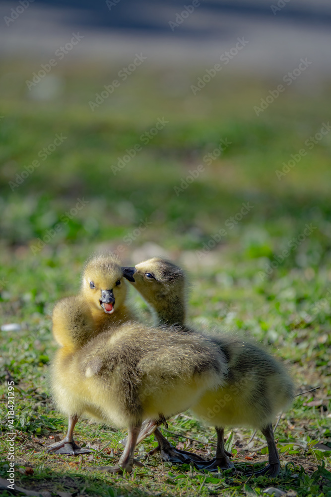 cute new born goslings having fun together cute new born goslings having fun together