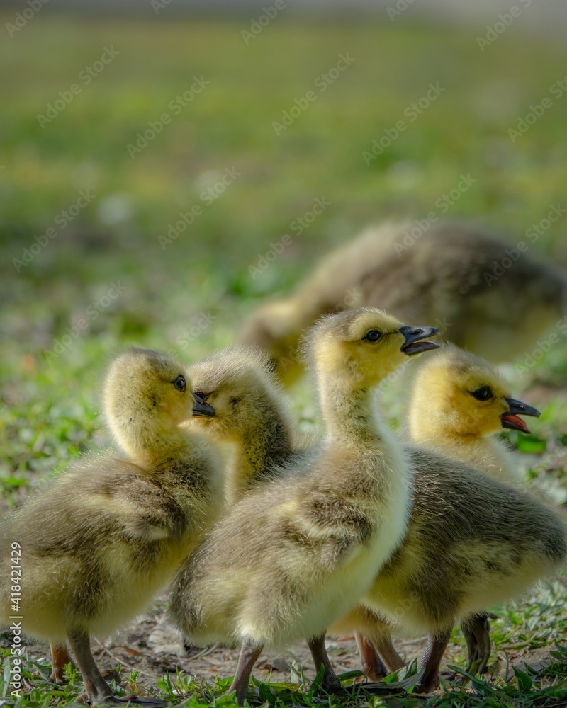cute new born goslings having fun together cute new born goslings having fun together