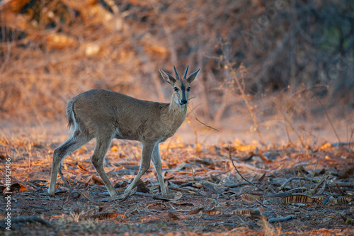 A Common Duiker seen on a safari in South Africa photo