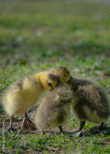 cute new born goslings having fun together © leonw302