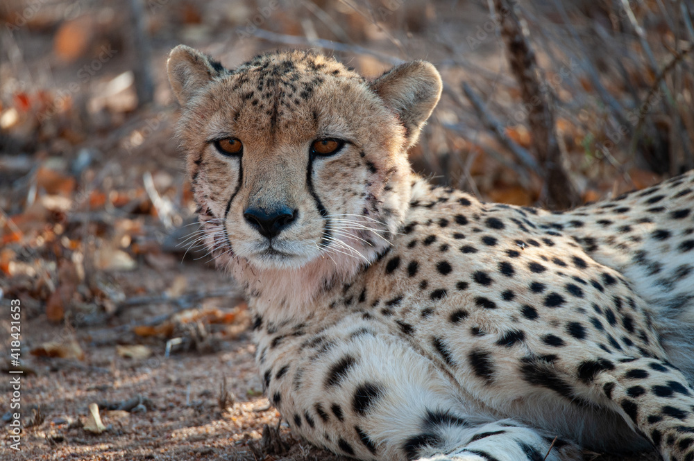 Cheetah seen on a safari in South Africa Cheetah seen on a safari in South Africa