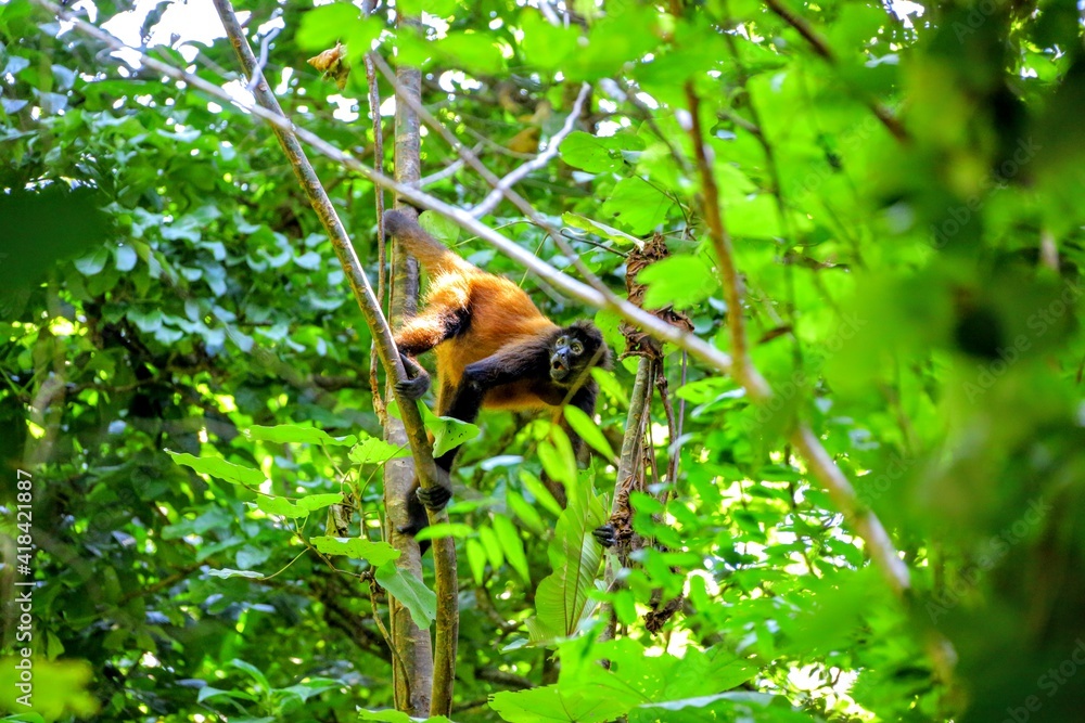 Faune du Costa Rica en Amerique Centrale