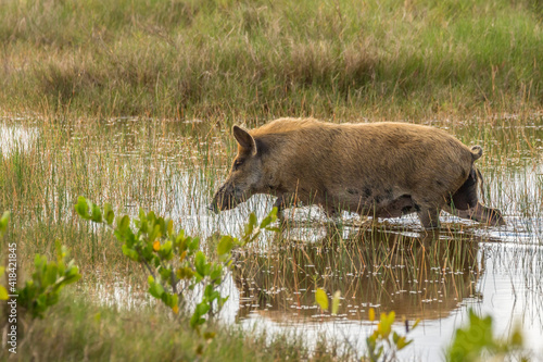 USA, Florida, Merritt Island National Wildlife Refuge. Feral hog in water.