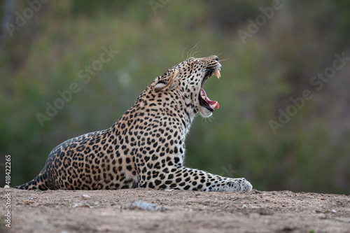 A Wild Leopard seen on a safari in South Africa