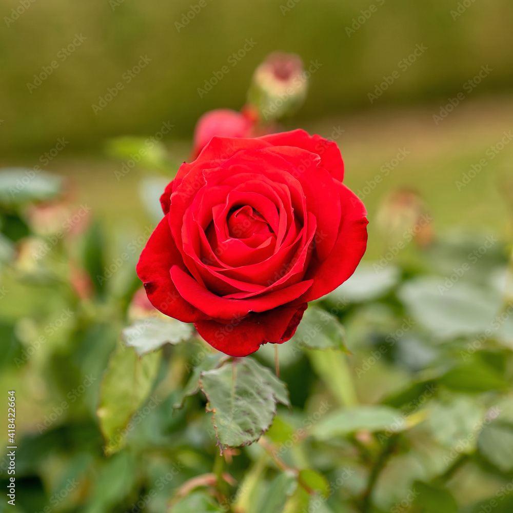 Live Red Rose, Rosaceae Rosoideae Rosa, Flower blossom on a plant with green leaves in garden, ready for picking or Valentines Day. Live Red Rose, Rosaceae Rosoideae Rosa, Flower blossom on a plant with green leaves in garden, ready for picking or Valentines Day.