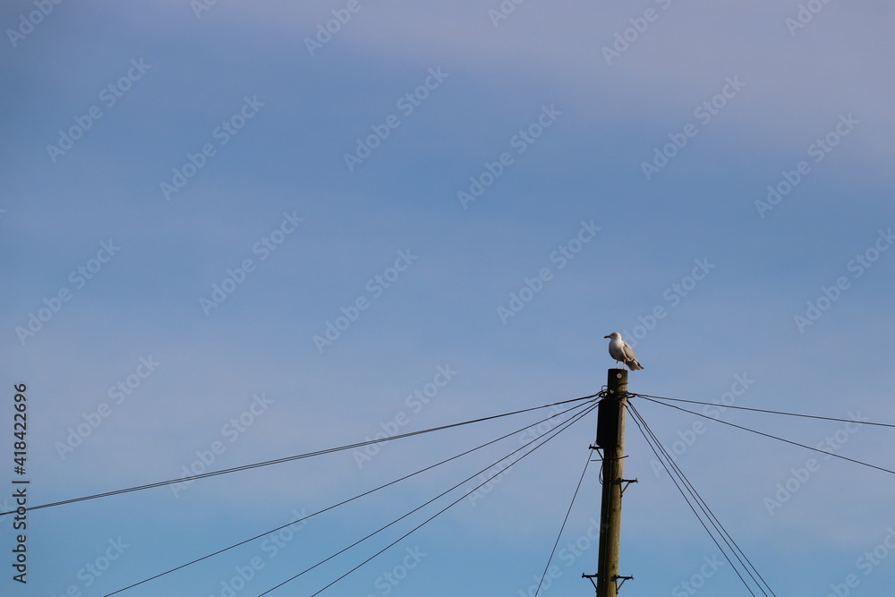 single seagull perched upon a post with telephone lines extending out from the post single seagull perched upon a post with telephone lines extending out from the post