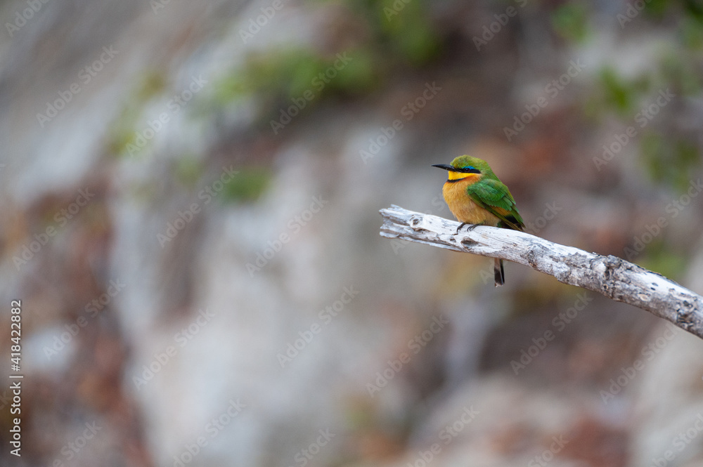 Fototapeta premium A Little Bee-eater seen on a safari in South Africa