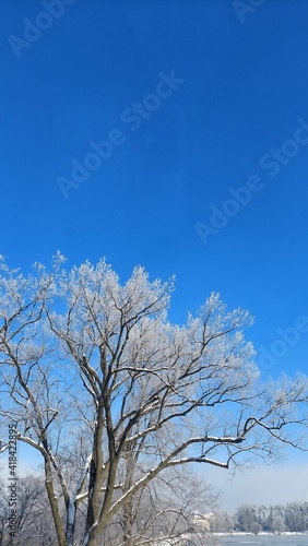 The tree is off her. Frost, winter. Winter forest