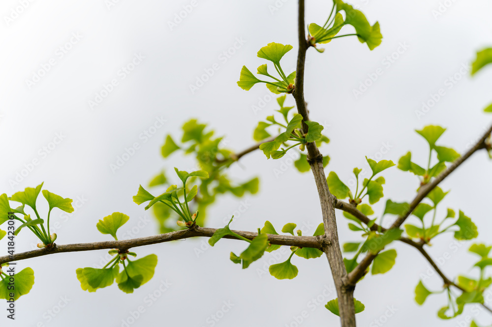 Ginkgo - young green leaves on twigs.