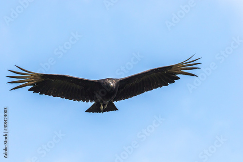 USA  Florida  Anastasia Island  Alligator Farm. Black vulture flying.