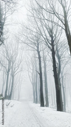 Winter, road in the forest, fog. Snow covered road