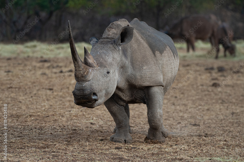 Fototapeta premium White Rhino and Cape Buffalo seen on a safari in South Africa