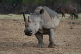 White Rhino and Cape Buffalo seen on a safari in South Africa
