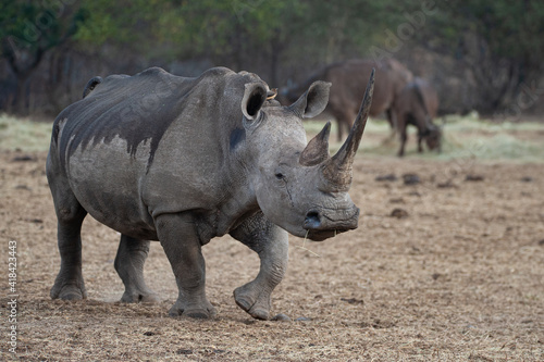 White Rhino and Cape Buffalo seen on a safari in South Africa