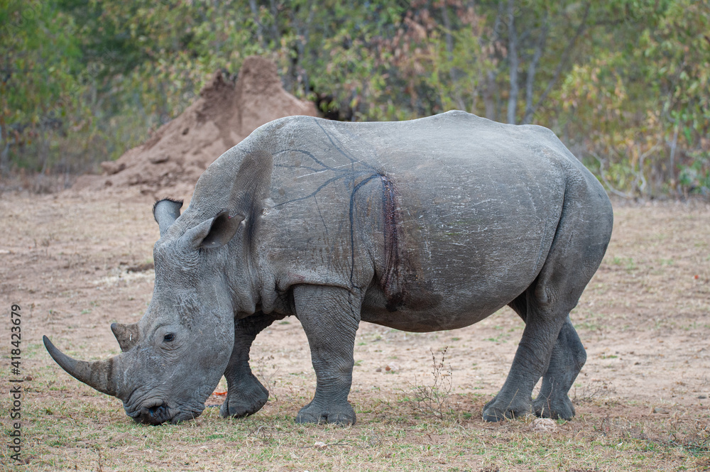 A White Rhino with a visible gunshot wound, after surviving a poaching attempt, seen on a safari in South Africa A White Rhino with a visible gunshot wound, after surviving a poaching attempt, seen on a safari in South Africa