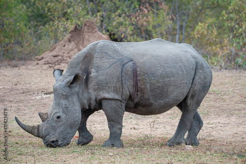 A White Rhino with a visible gunshot wound  after surviving a poaching attempt  seen on a safari in South Africa