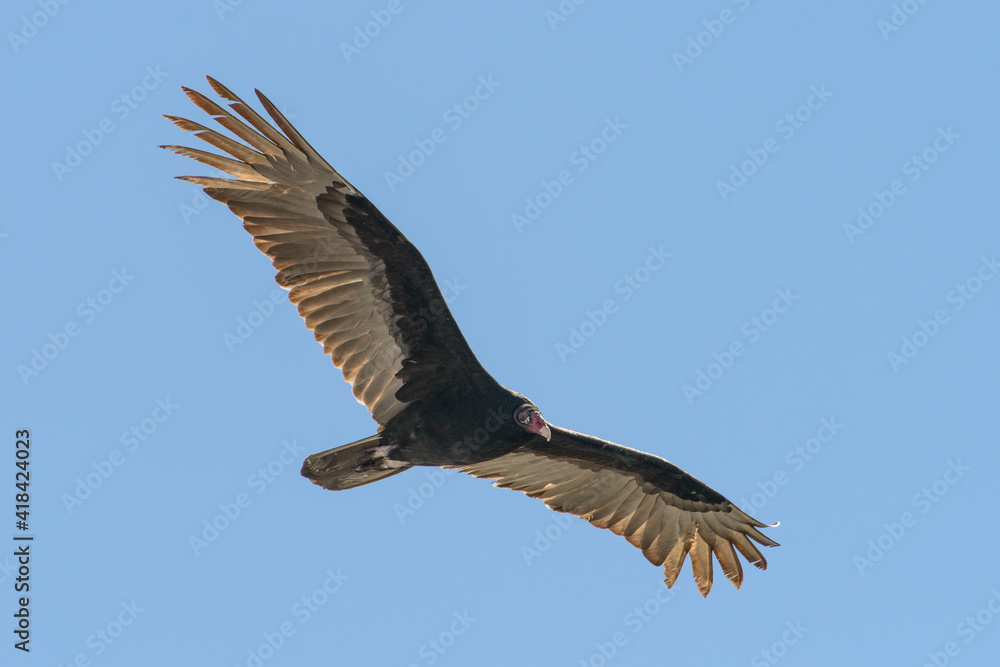 Fototapeta premium Merritt Island National Wildlife Refuge, Florida. Flying Turkey Vulture (Cathartes aura).
