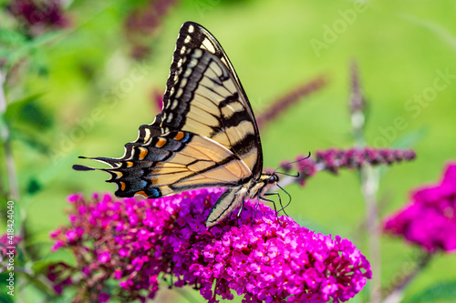 Beautiful yellow and black swallowtail butterfly enjoys the nectar of a flower photo