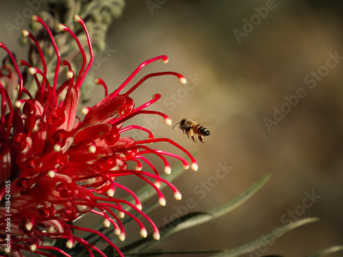 Bee and Grevillea photo