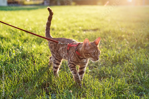 the cat on a leash walks on the street at sunset.