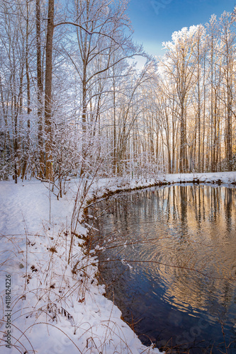 Bright blue sky is background for snow laden trees and forest floor