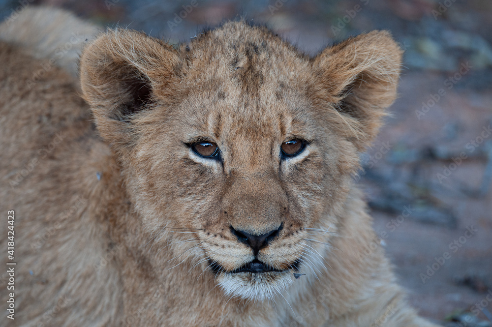 A Cute Lion cub seen on a safari in South Africa A Cute Lion cub seen on a safari in South Africa