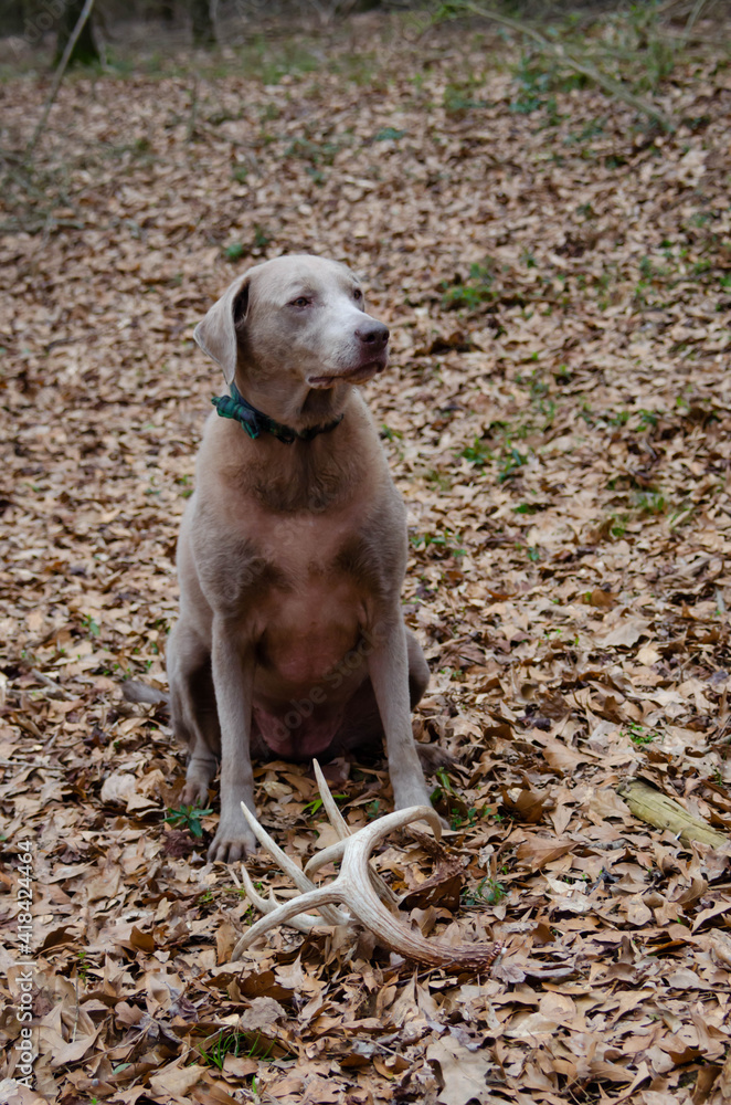 Shed hunting with a Laborador retriever finding deer antlers. Fun sport activity of finding dropped buck antlers. Older Lab retriever dog with whitetail buck horns found in the woods. Canine dog.