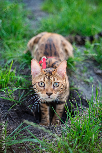 Bengal cat digs a hole in the lawn. Walking with a cat on a harness