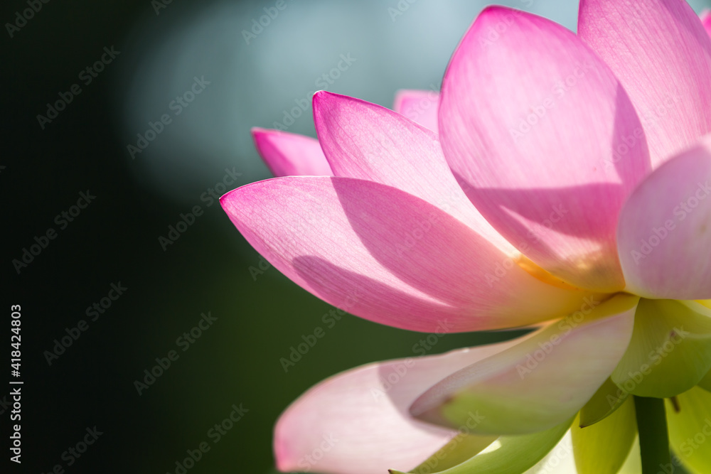 Extreme close up of Bright Pink lotus blossom in spring.surrounded by dark green background Extreme close up of Bright Pink lotus blossom in spring.surrounded by dark green background