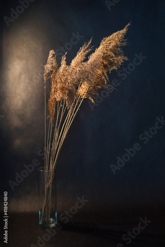 pampas grass in a vase on a black background.