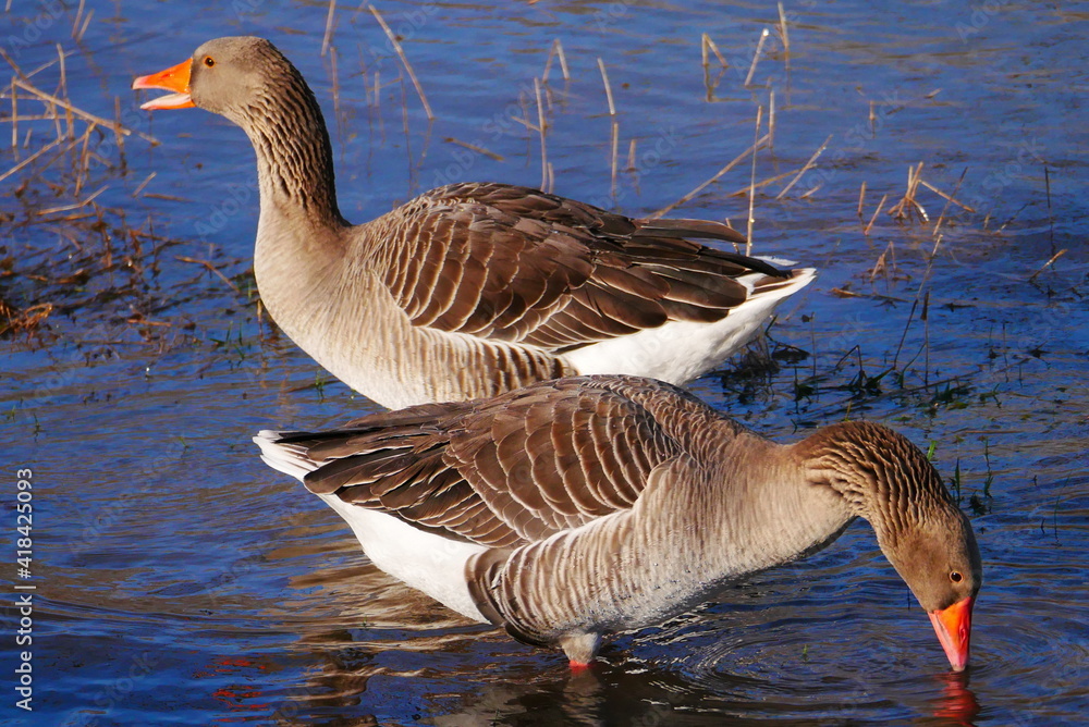 anser anser two gray geese in high water searching for food and one with an open beak anser anser two gray geese in high water searching for food and one with an open beak