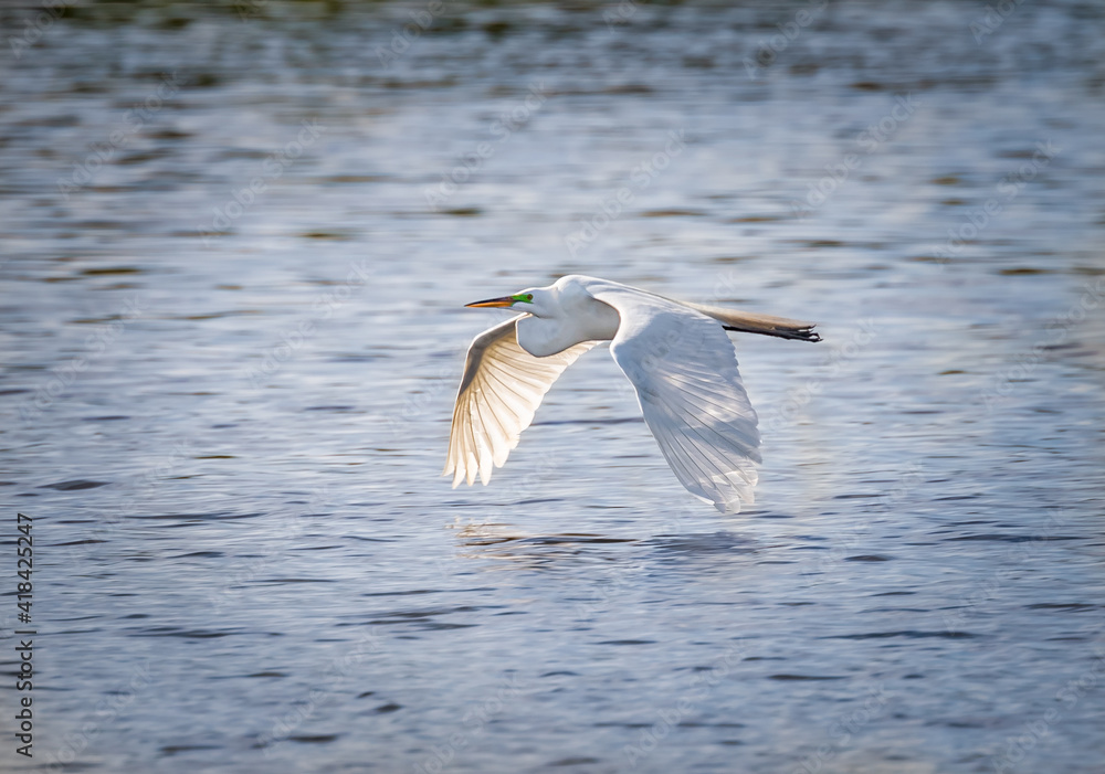 Great egret flies across water with wings lowered Great egret flies across water with wings lowered