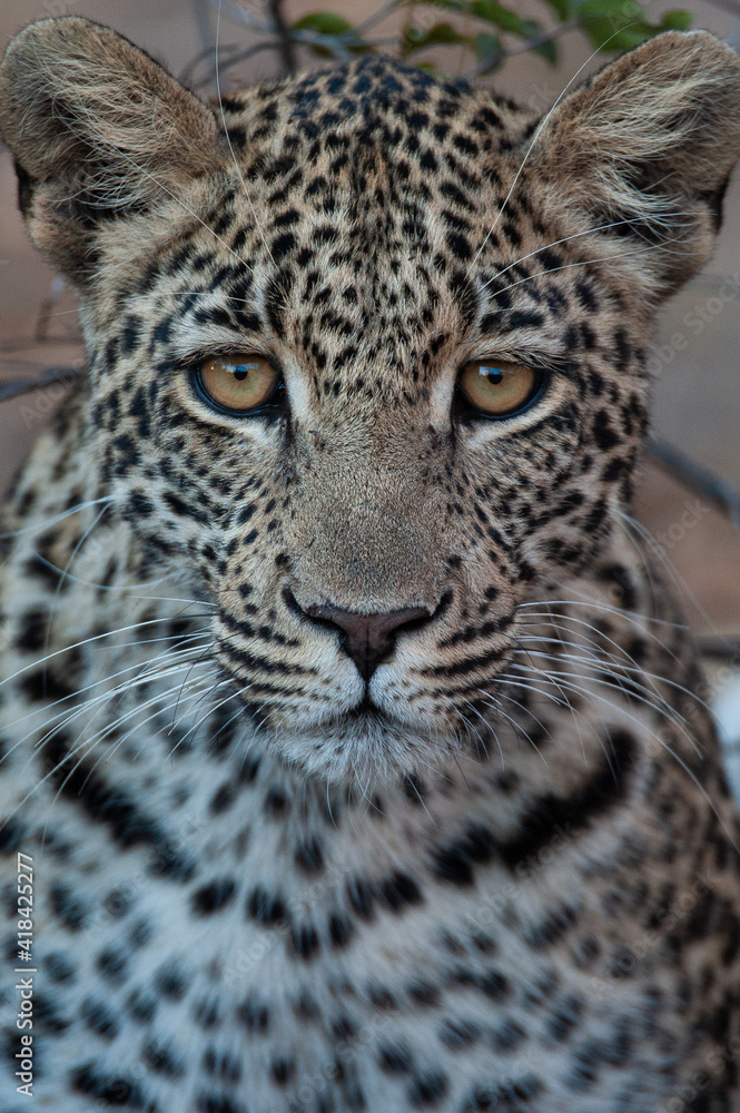 A Wild Leopard seen on a safari in South Africa A Wild Leopard seen on a safari in South Africa