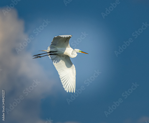 Great egret flies above with blue sky background photo