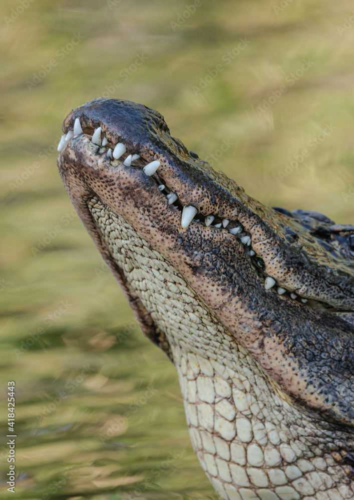 Fototapeta premium Gator showing sharp teeth and jawline at breeding season with the bull gators, Florida, USA.