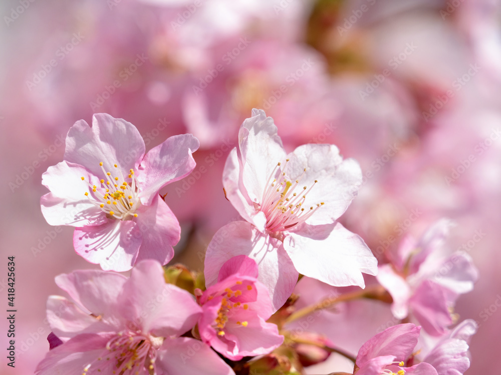 青空とサクラの花