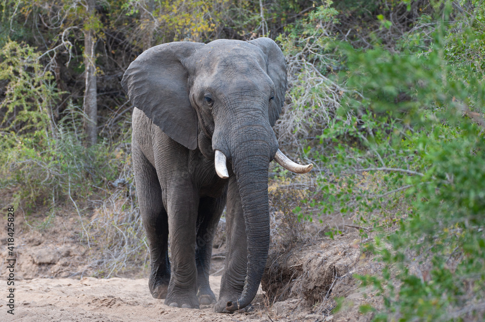 An African Elephant seen on a safari in South Africa